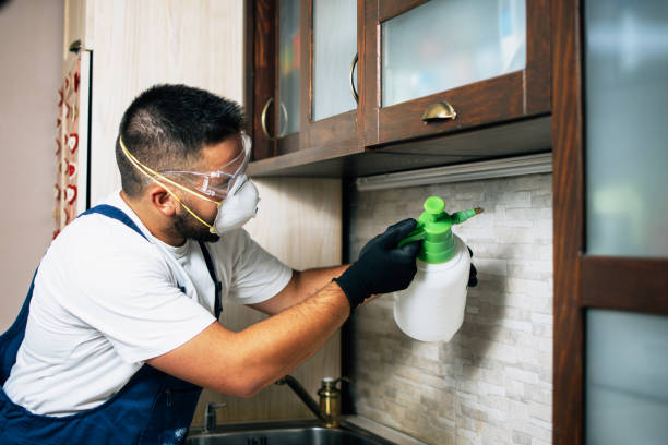Best Spider Control Near Me  in Vero Lake Estates, FL