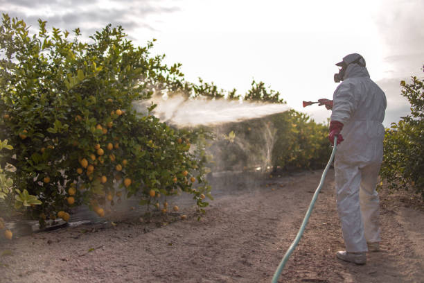 Best Local Pest Control Services  in Vero Lake Estates, FL