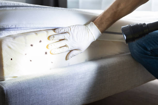 Best Pest Removal Services  in Vero Lake Estates, FL