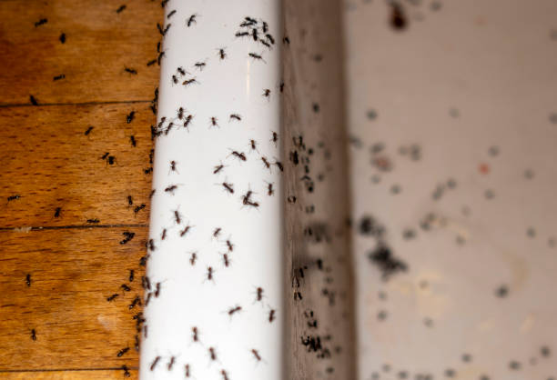 Best Termite Control Services  in Vero Lake Estates, FL
