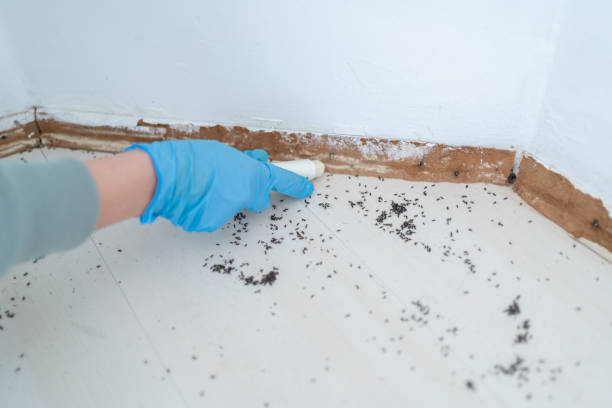 Pest Prevention Services in Vero Lake Estates, FL